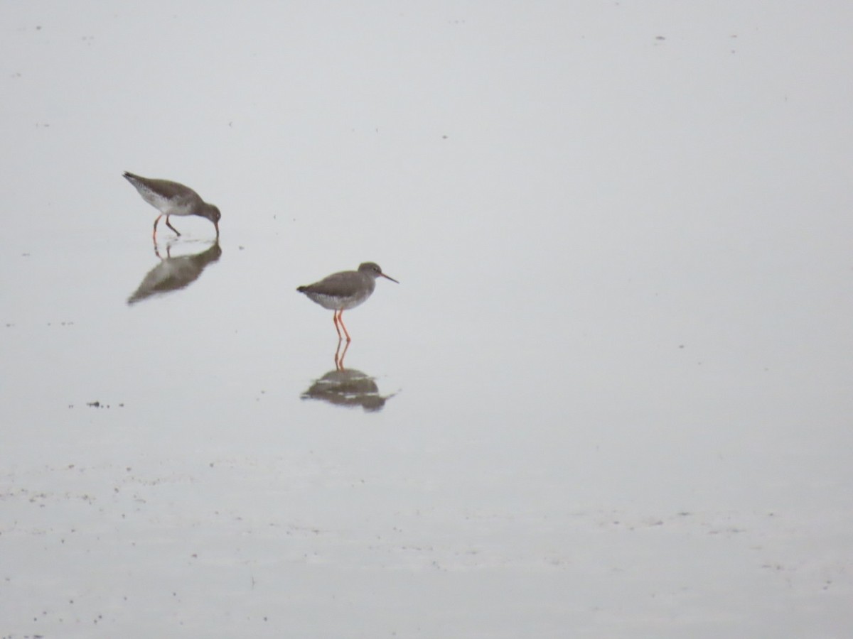 Common Redshank - ML585177111