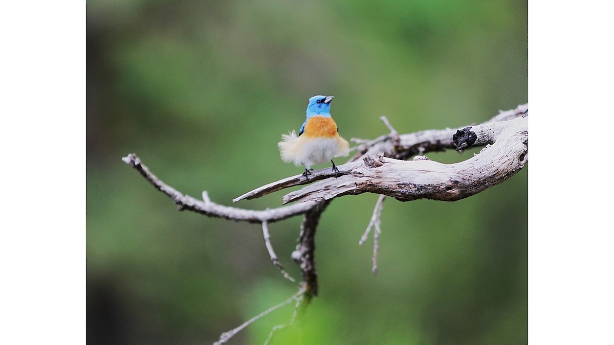 Lazuli Bunting - ML585177271