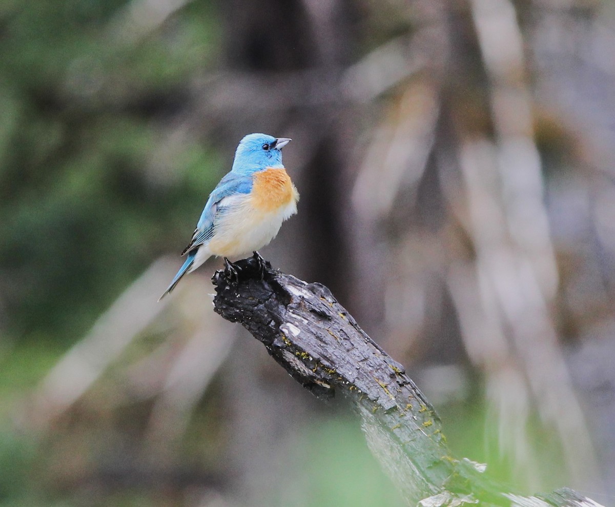 Lazuli Bunting - ML585177301