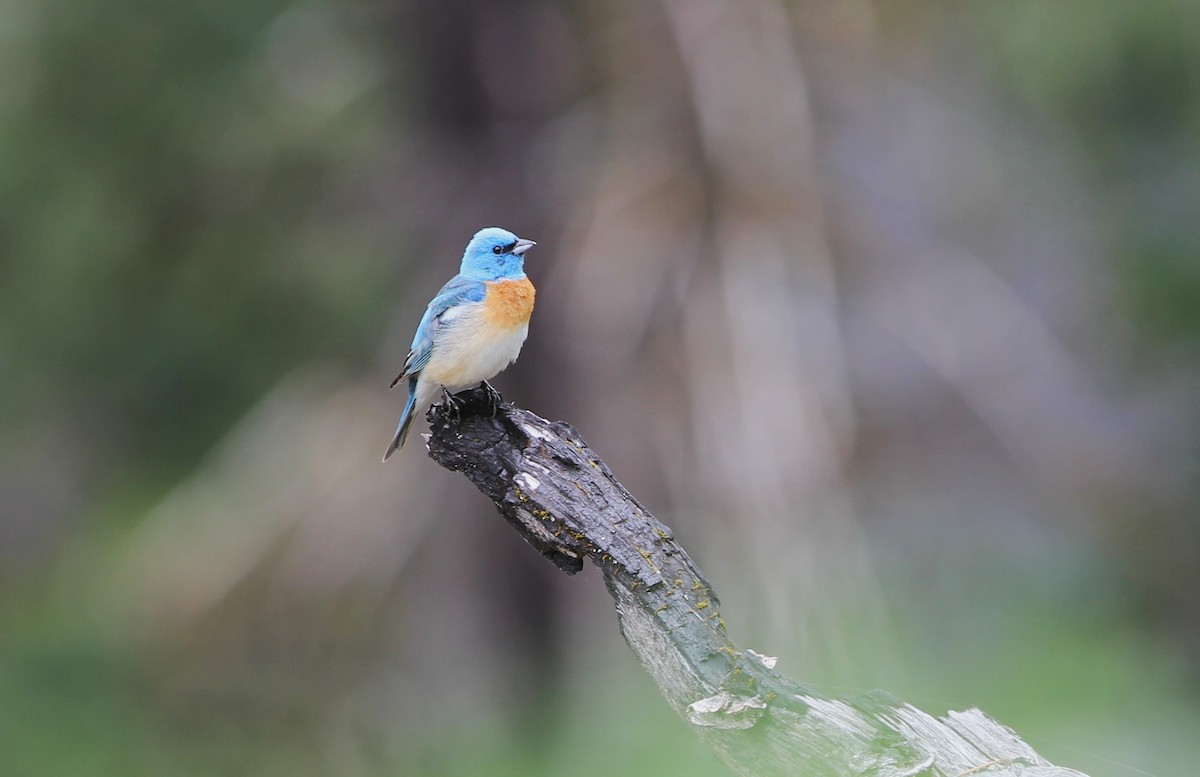 Lazuli Bunting - ML585177321