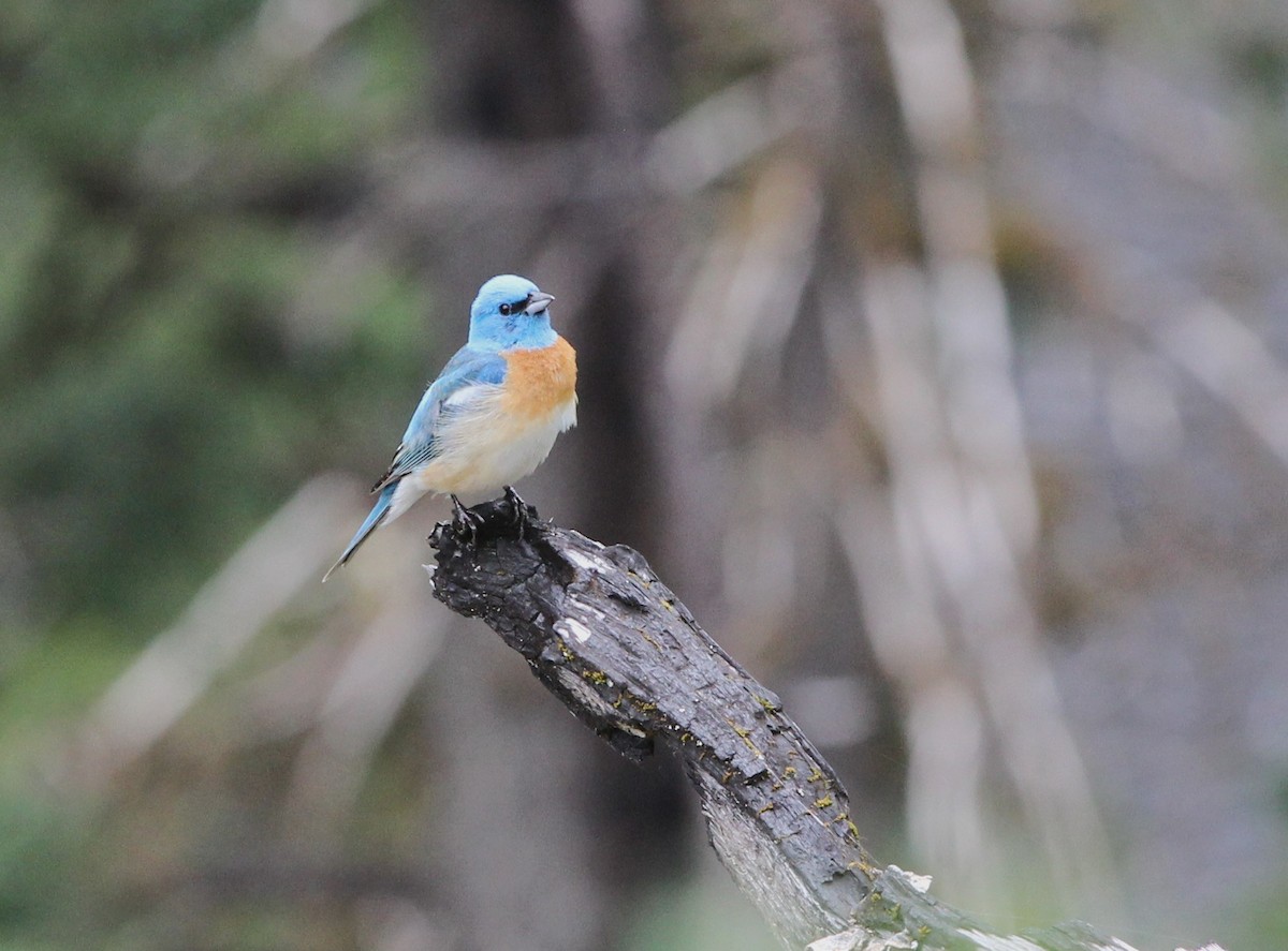 Lazuli Bunting - Scott Kramer