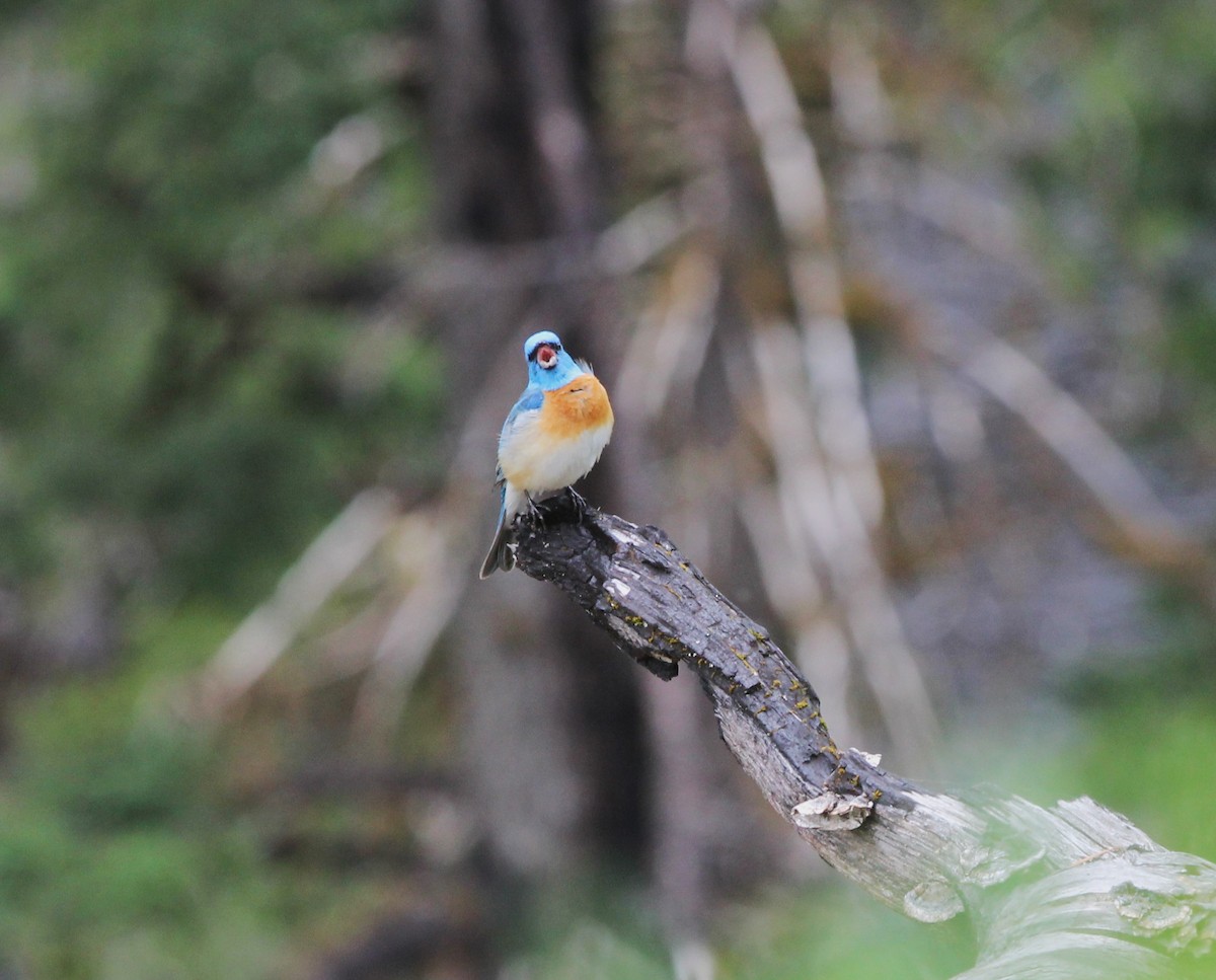 Lazuli Bunting - ML585177341