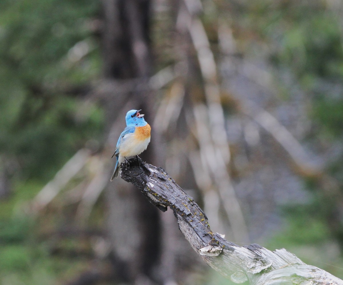 Lazuli Bunting - ML585177351