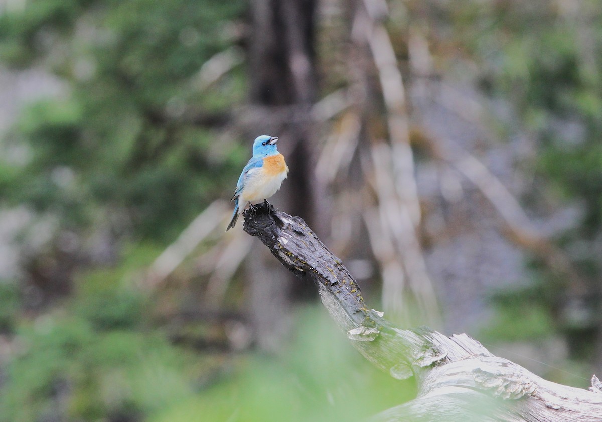 Lazuli Bunting - ML585177361