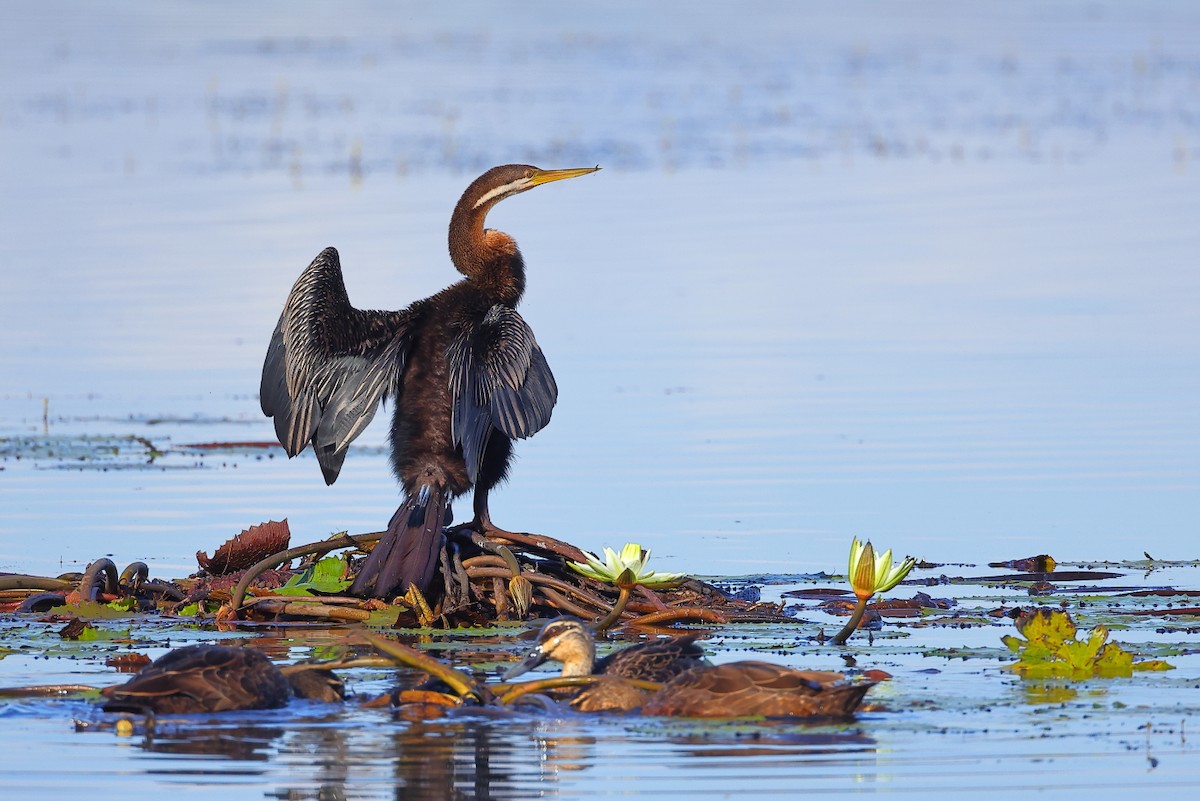 Anhinga d'Australie - ML585178351