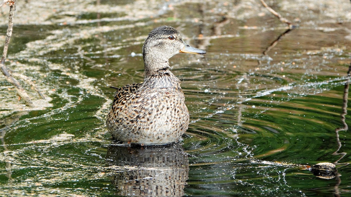 Green-winged Teal - ML585179001