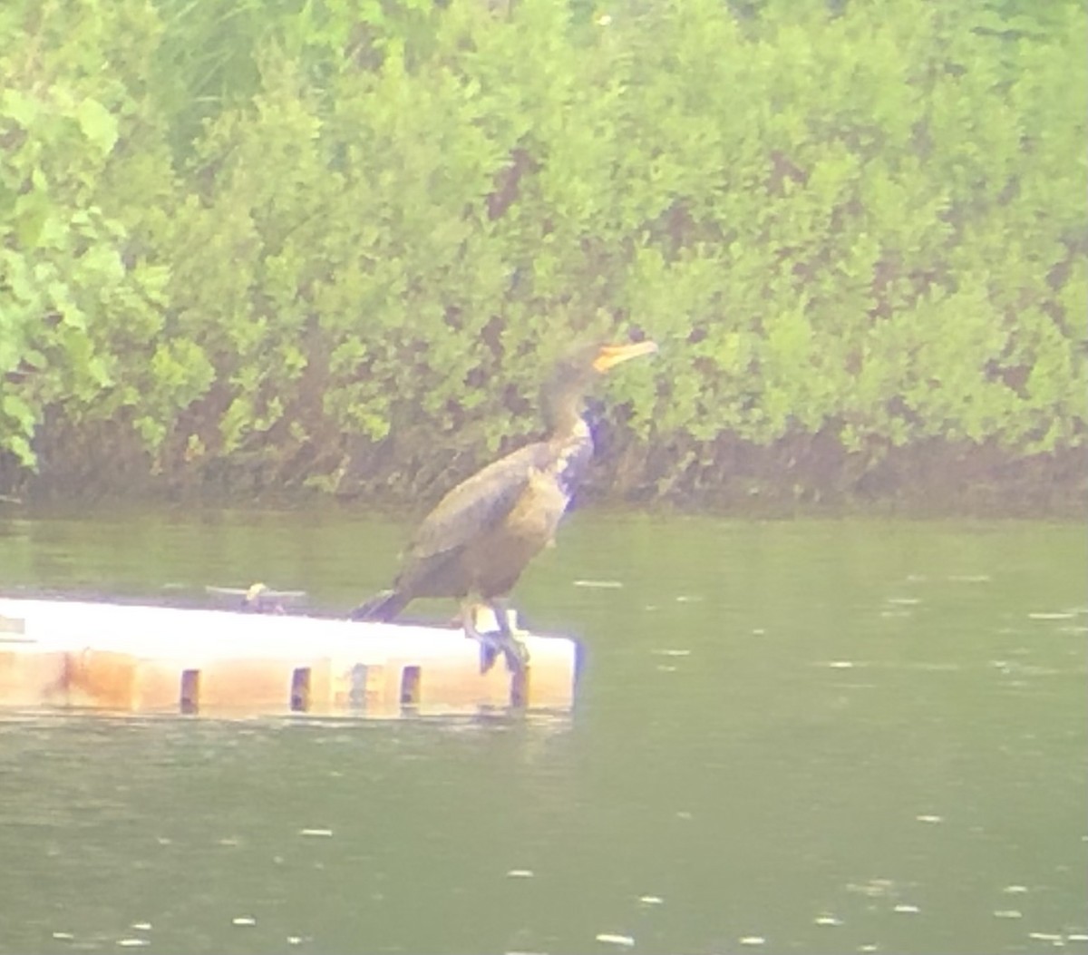 Double-crested Cormorant - ML585179171