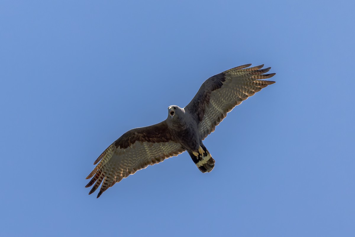 Zone-tailed Hawk - Mike Andersen