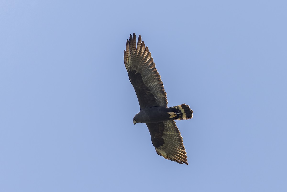 Zone-tailed Hawk - Mike Andersen