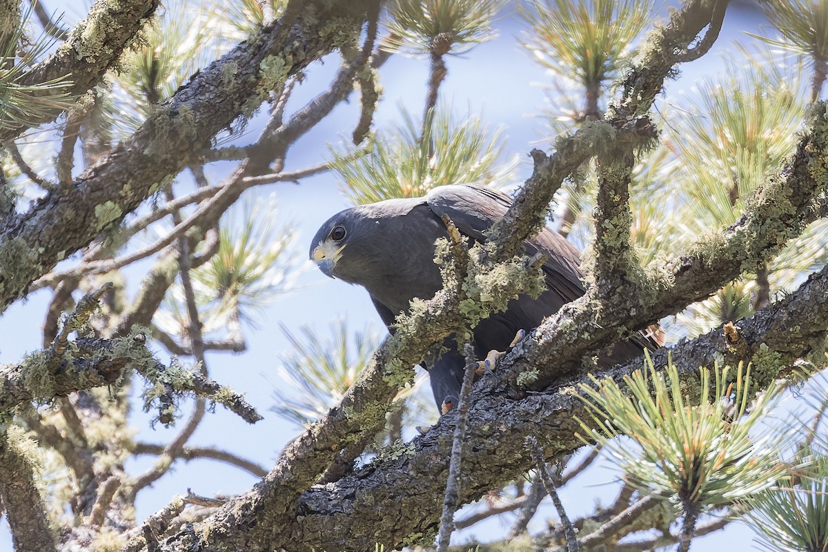 Zone-tailed Hawk - Mike Andersen