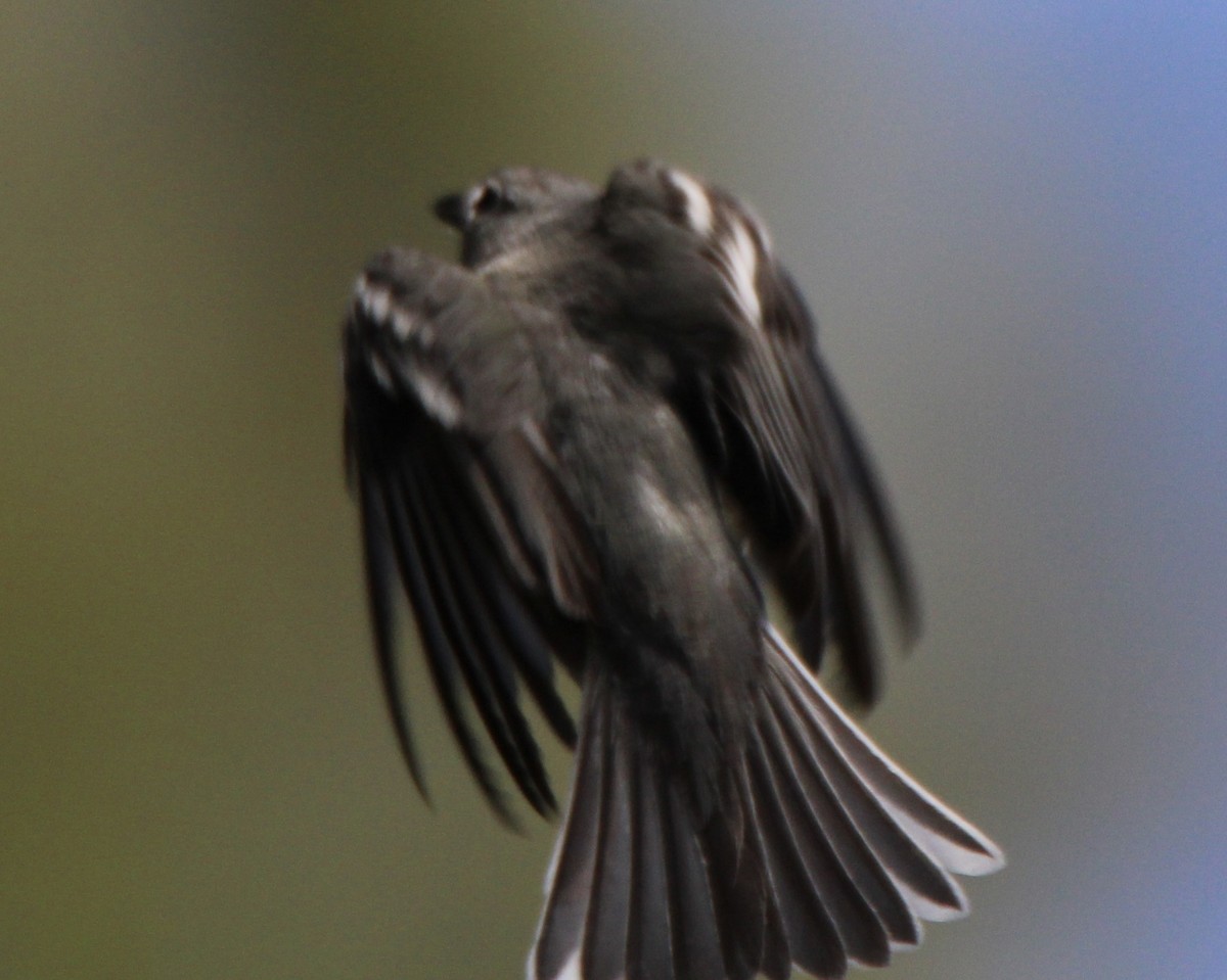 Plumbeous Vireo - ML585181261