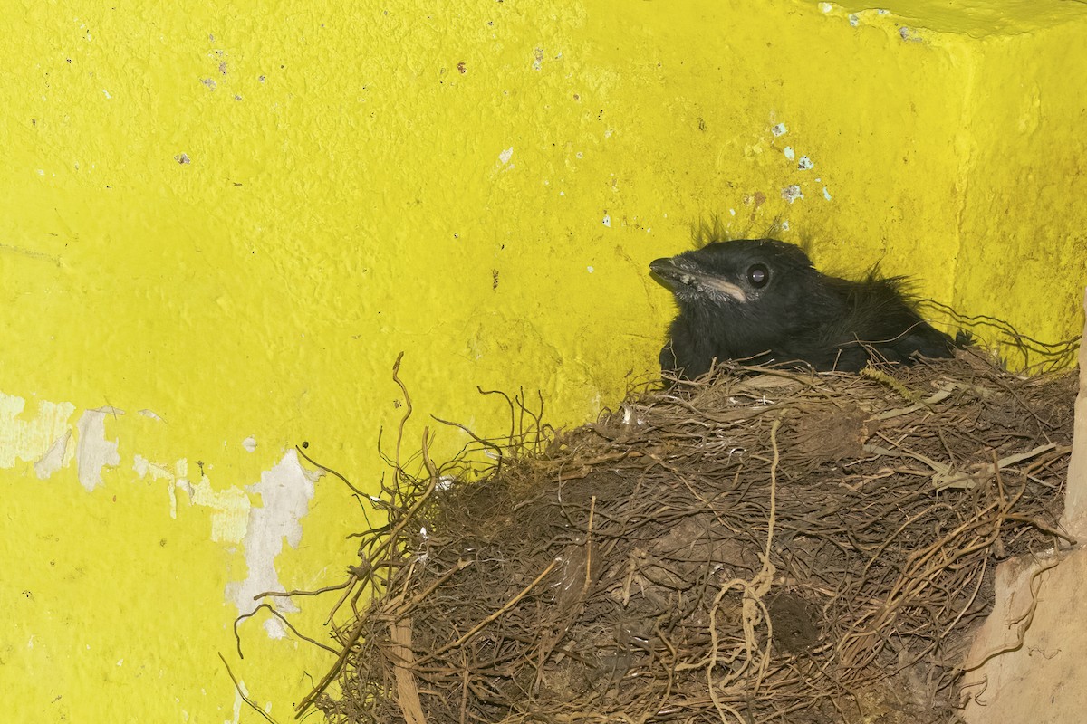 Malabar Whistling-Thrush - ML585182221