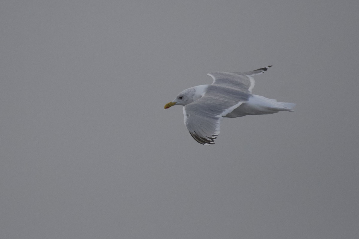 Gaviota Groenlandesa (thayeri) - ML585182431