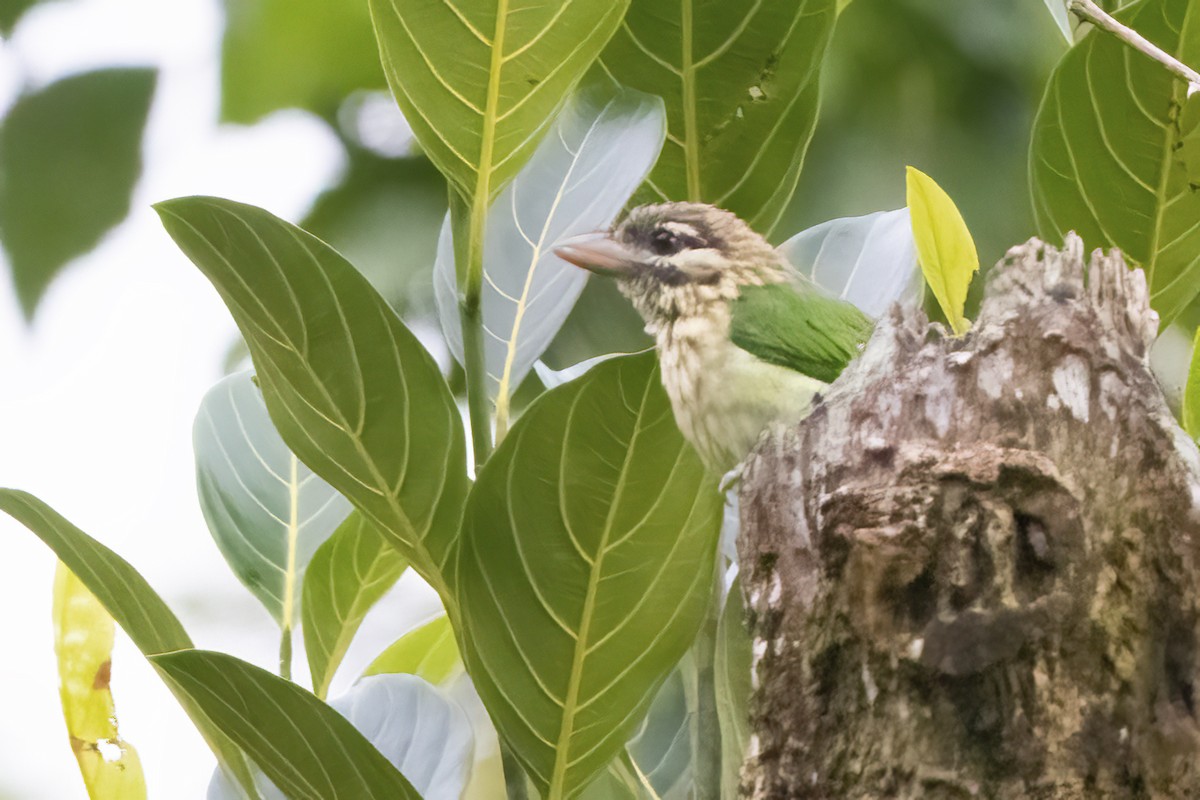 White-cheeked Barbet - ML585183861