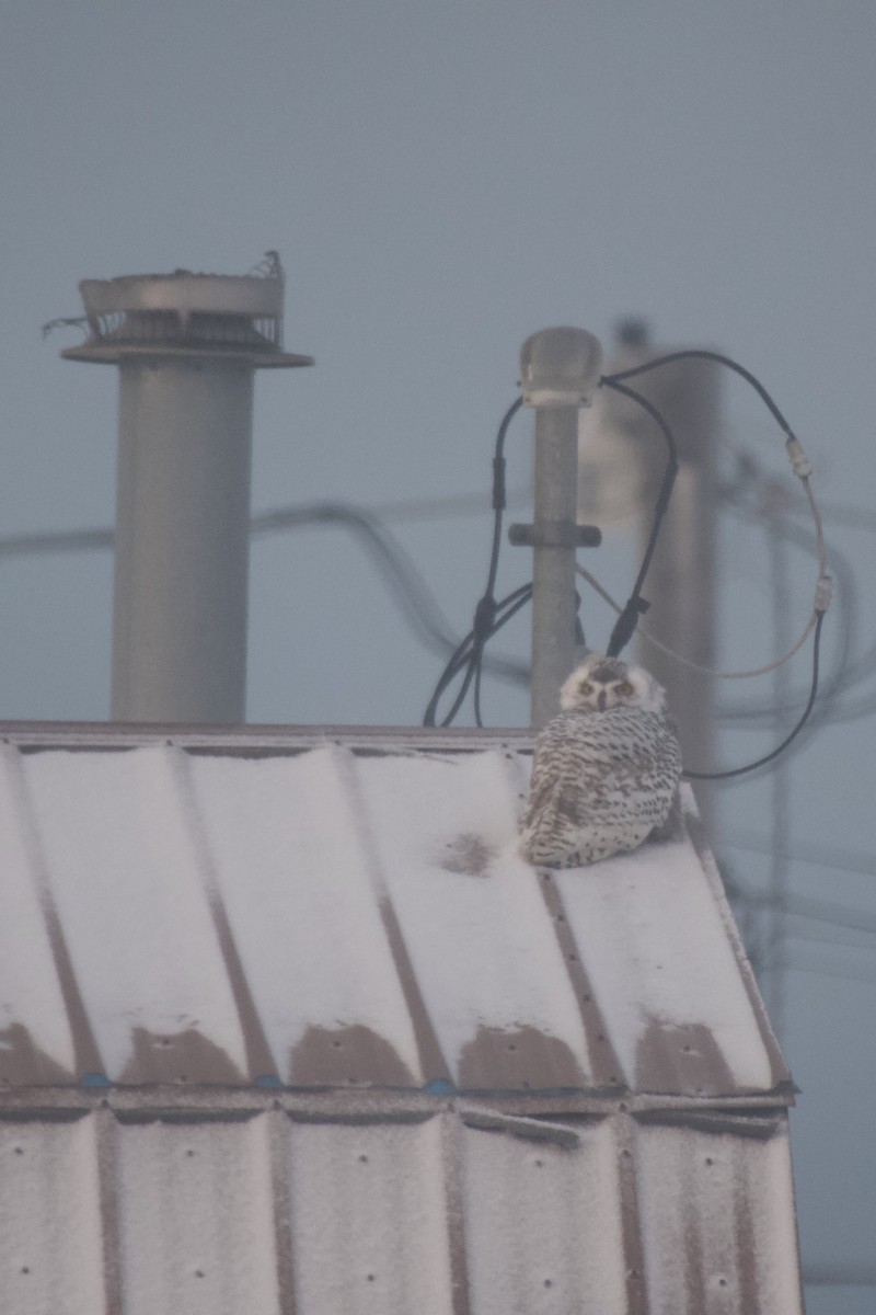 Snowy Owl - ML585183891