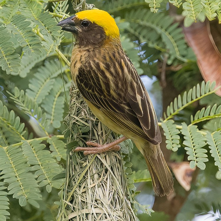 Baya Weaver - ML585184111