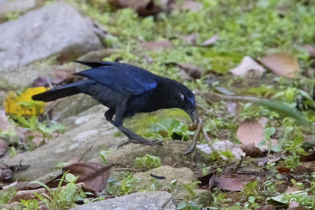 Malabar Whistling-Thrush - ML585184211