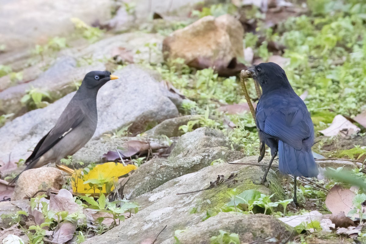 Malabar Whistling-Thrush - ML585184221