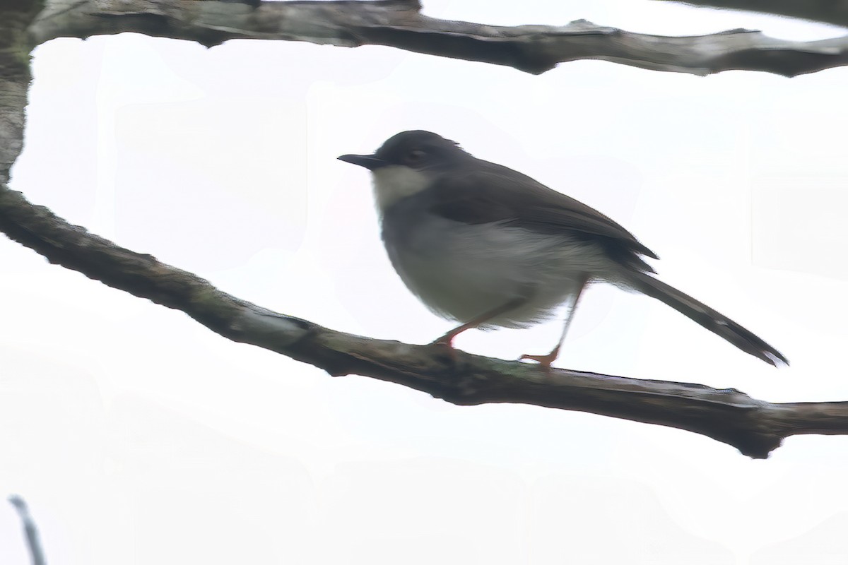 Gray-breasted Prinia - ML585185941