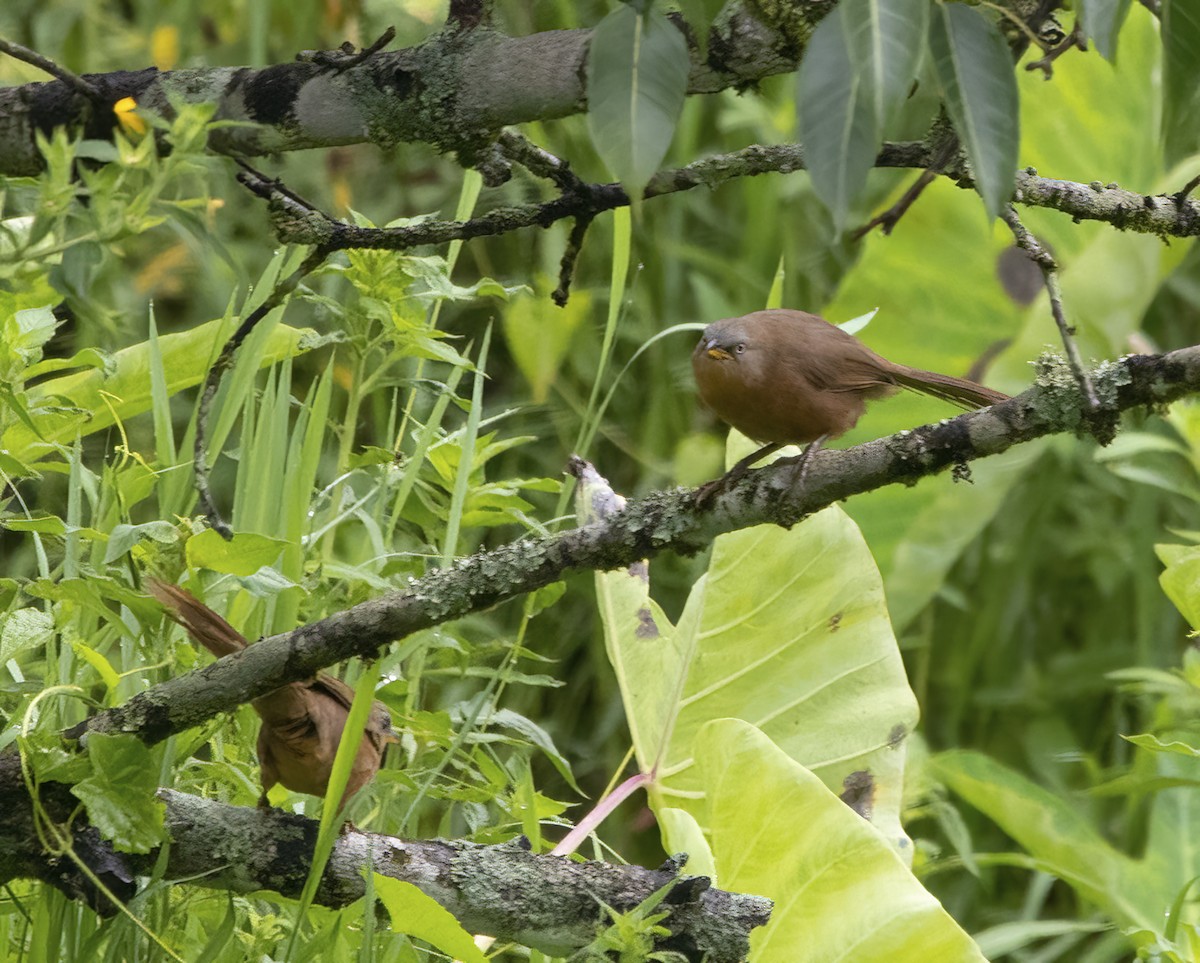 Rufous Babbler - ML585186051