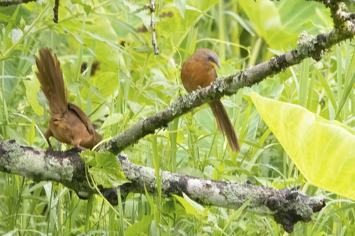 Rufous Babbler - ML585186061