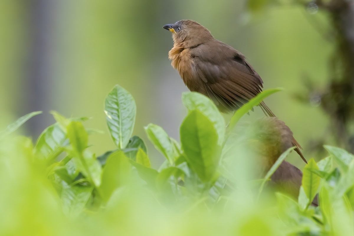 Rufous Babbler - ML585186081