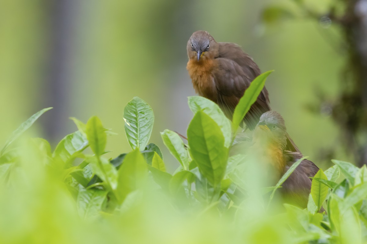 Rufous Babbler - ML585186091