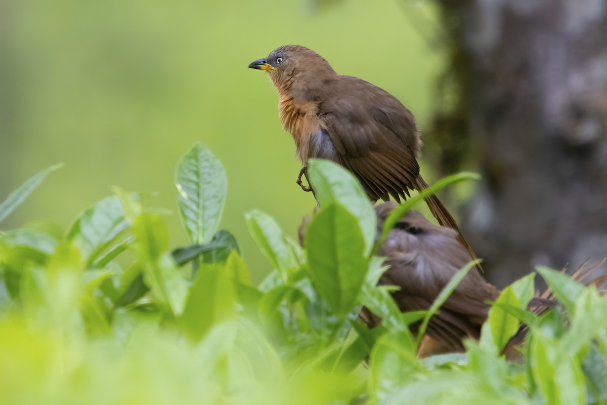 Rufous Babbler - ML585186101