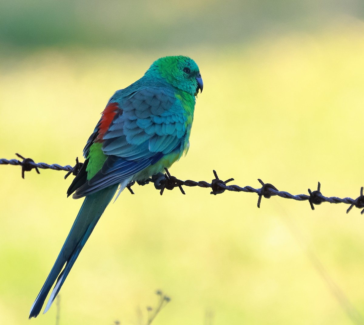 Red-rumped Parrot - ML585187011