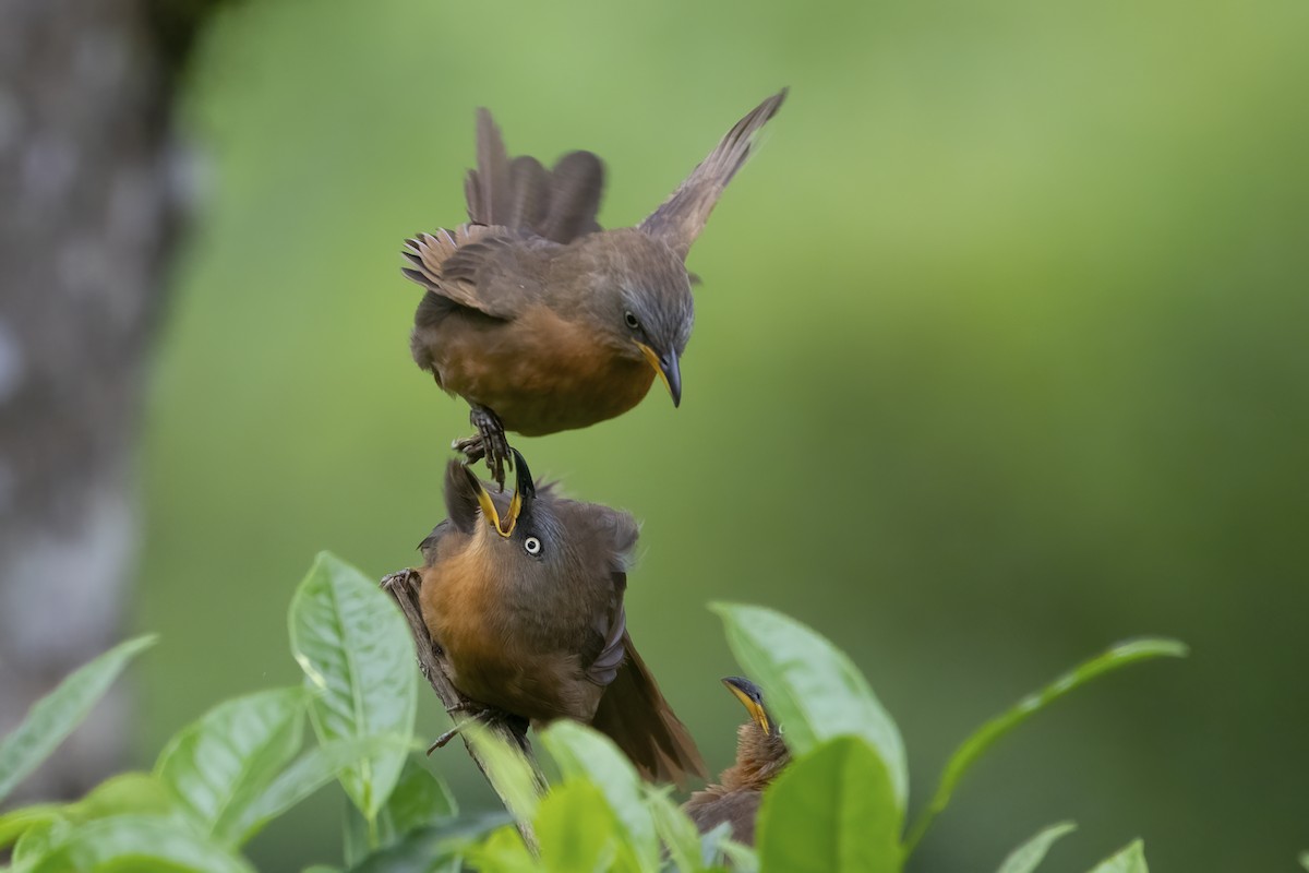 Rufous Babbler - ML585187021