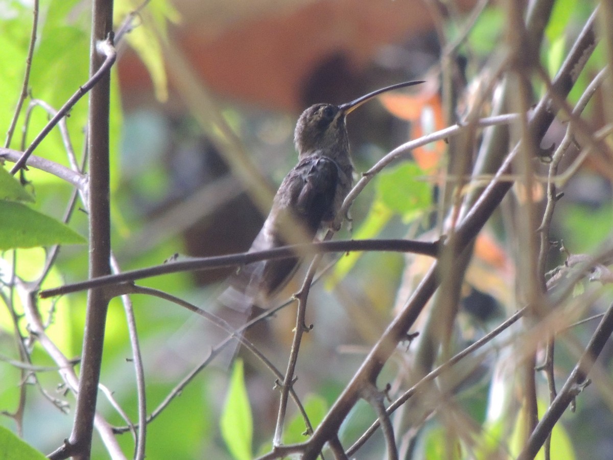 Sooty-capped Hermit - ML585187191