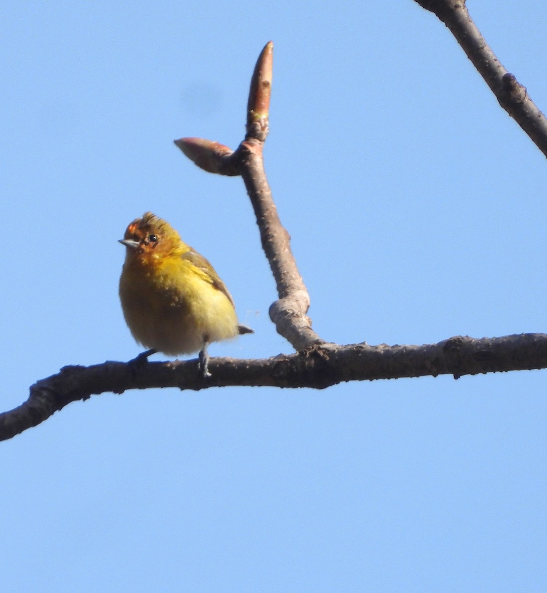 Fire-capped Tit - ML585187261