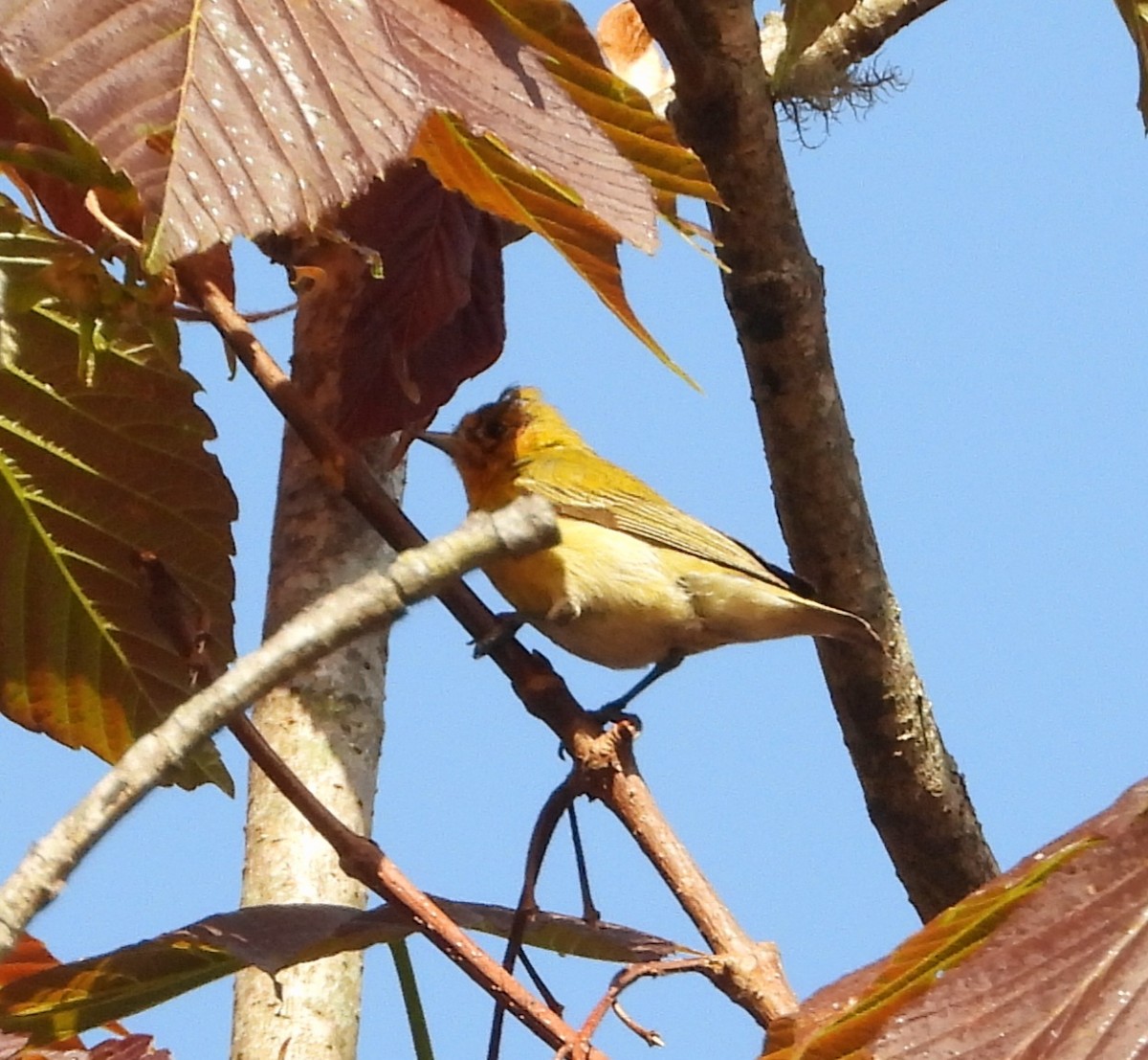 Fire-capped Tit - ML585187591