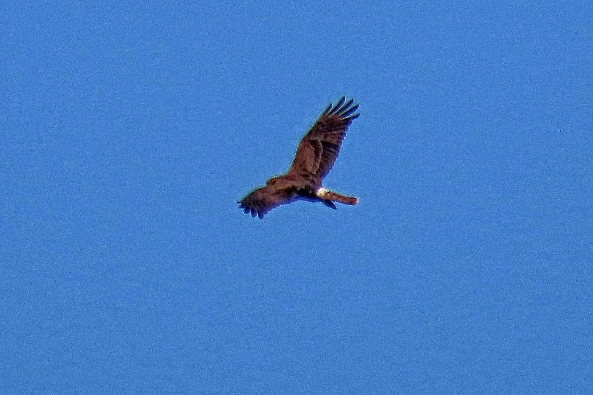 Swamp Harrier - ML585190281