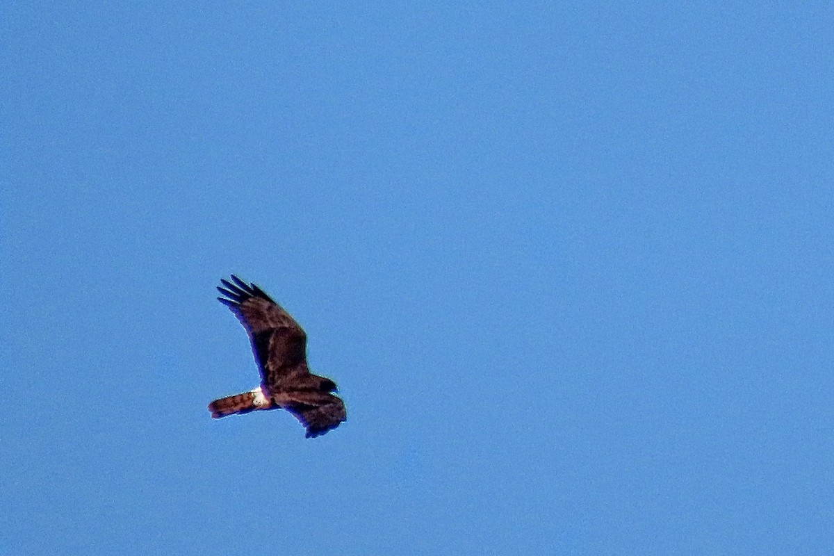 Swamp Harrier - ML585190291