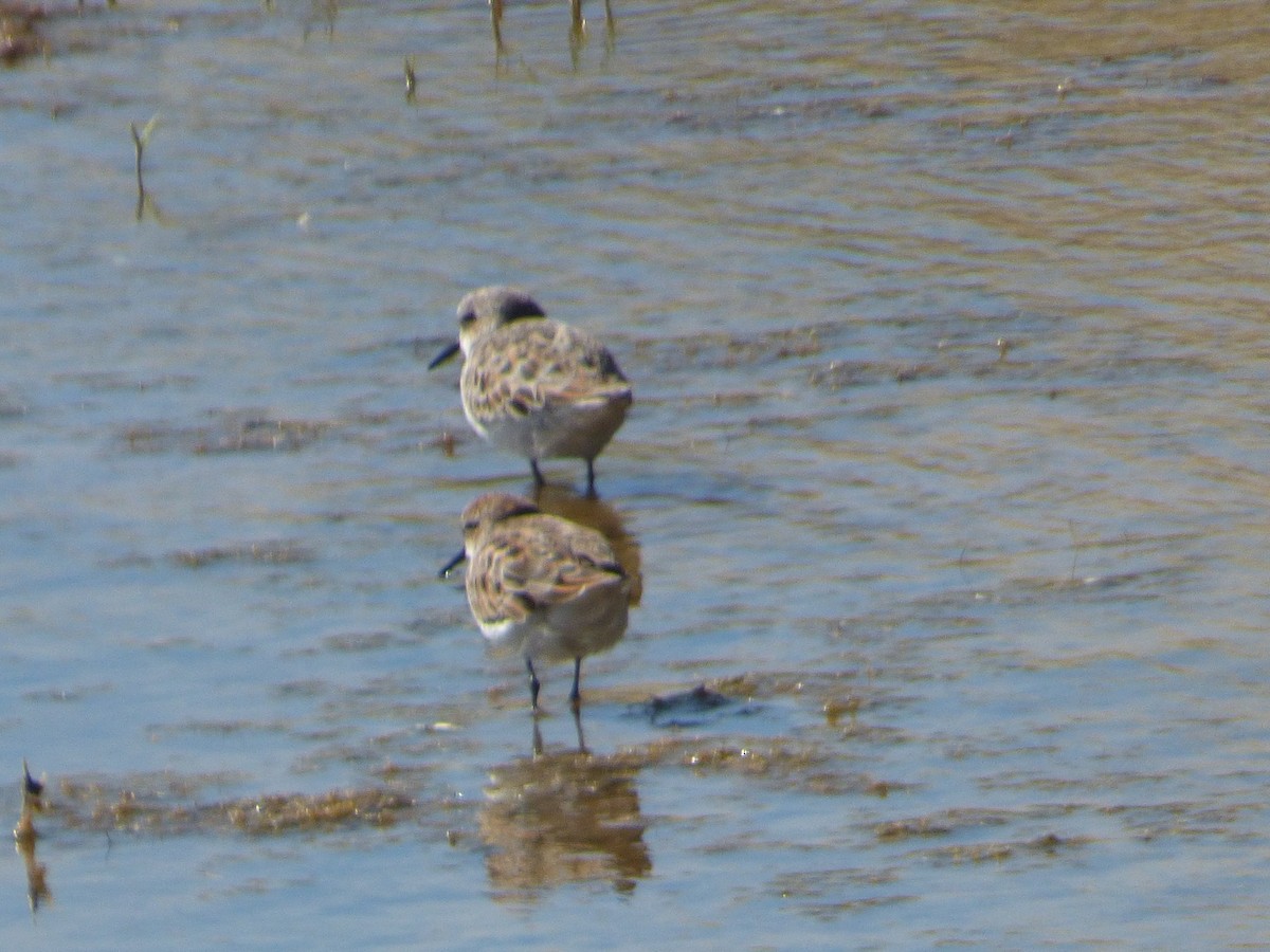 Little Stint - ML58519361