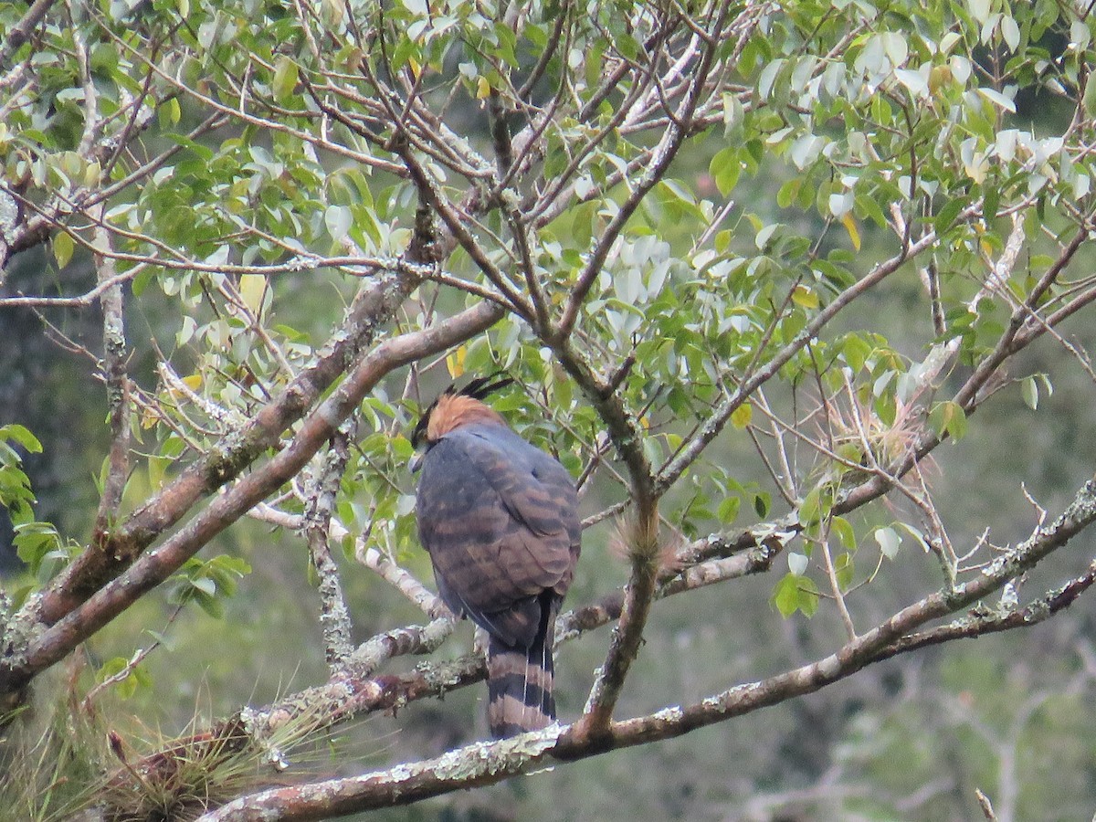 Ornate Hawk-Eagle - ML585193711