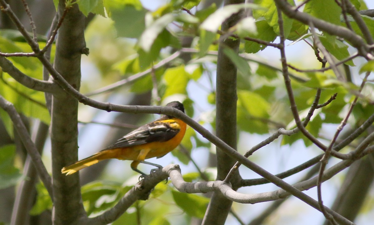 Baltimore Oriole - ML58519421