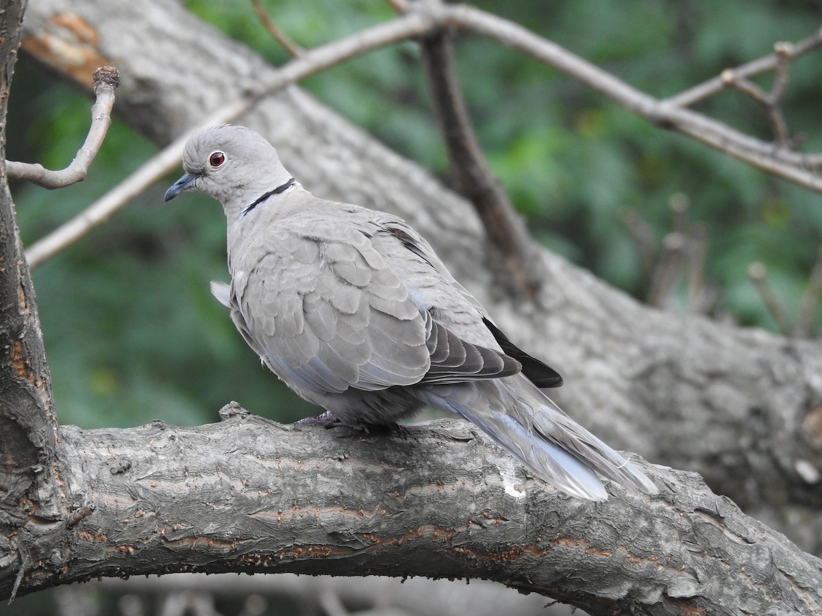 Eurasian Collared-Dove - Sachin  Main