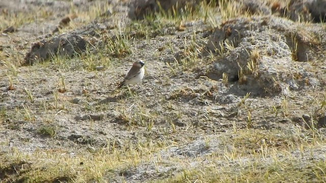 hvitkinnfjellspurv - ML585195571