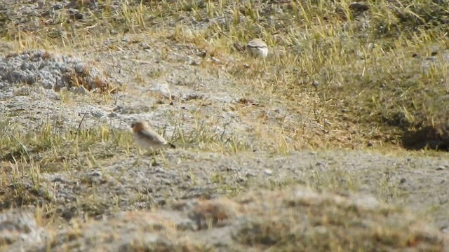 hvitkinnfjellspurv - ML585195581