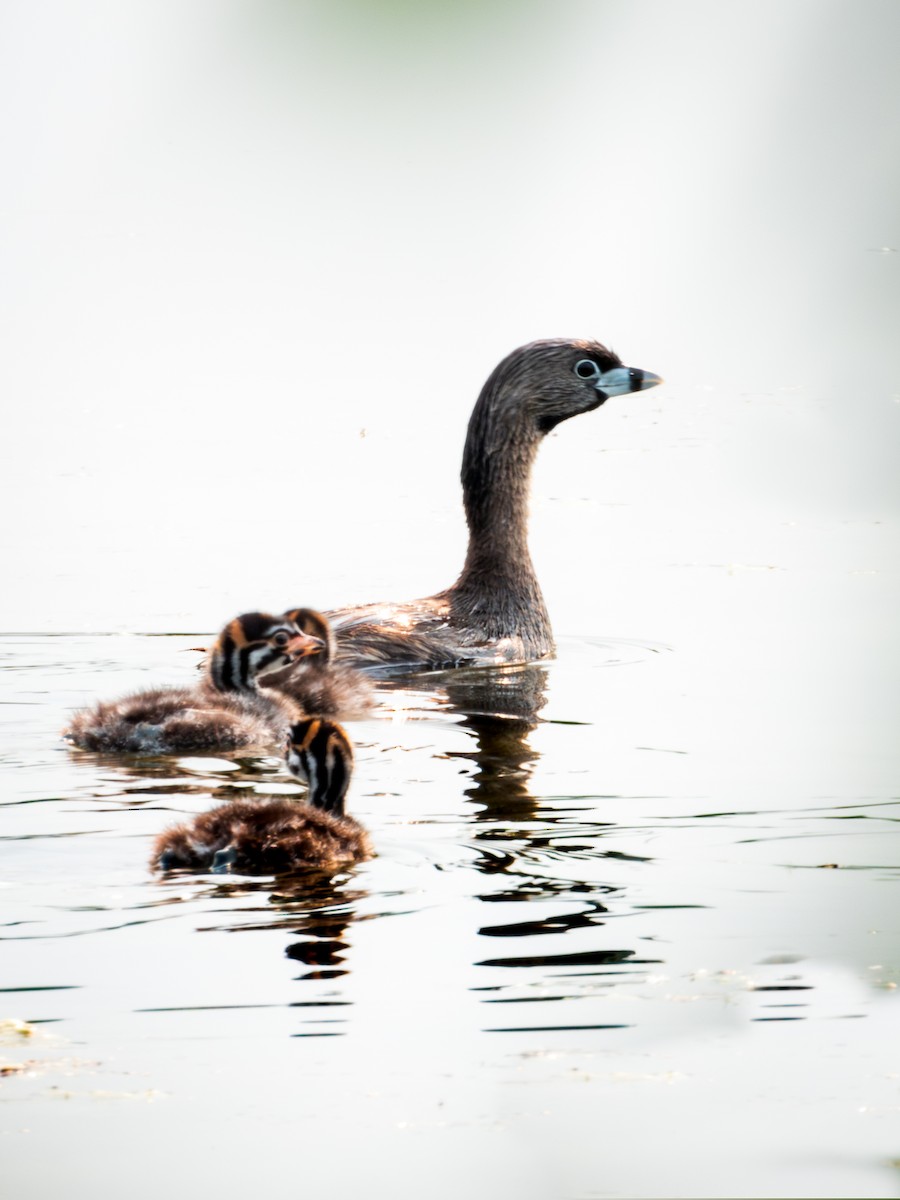 Pied-billed Grebe - Brad Reinhardt