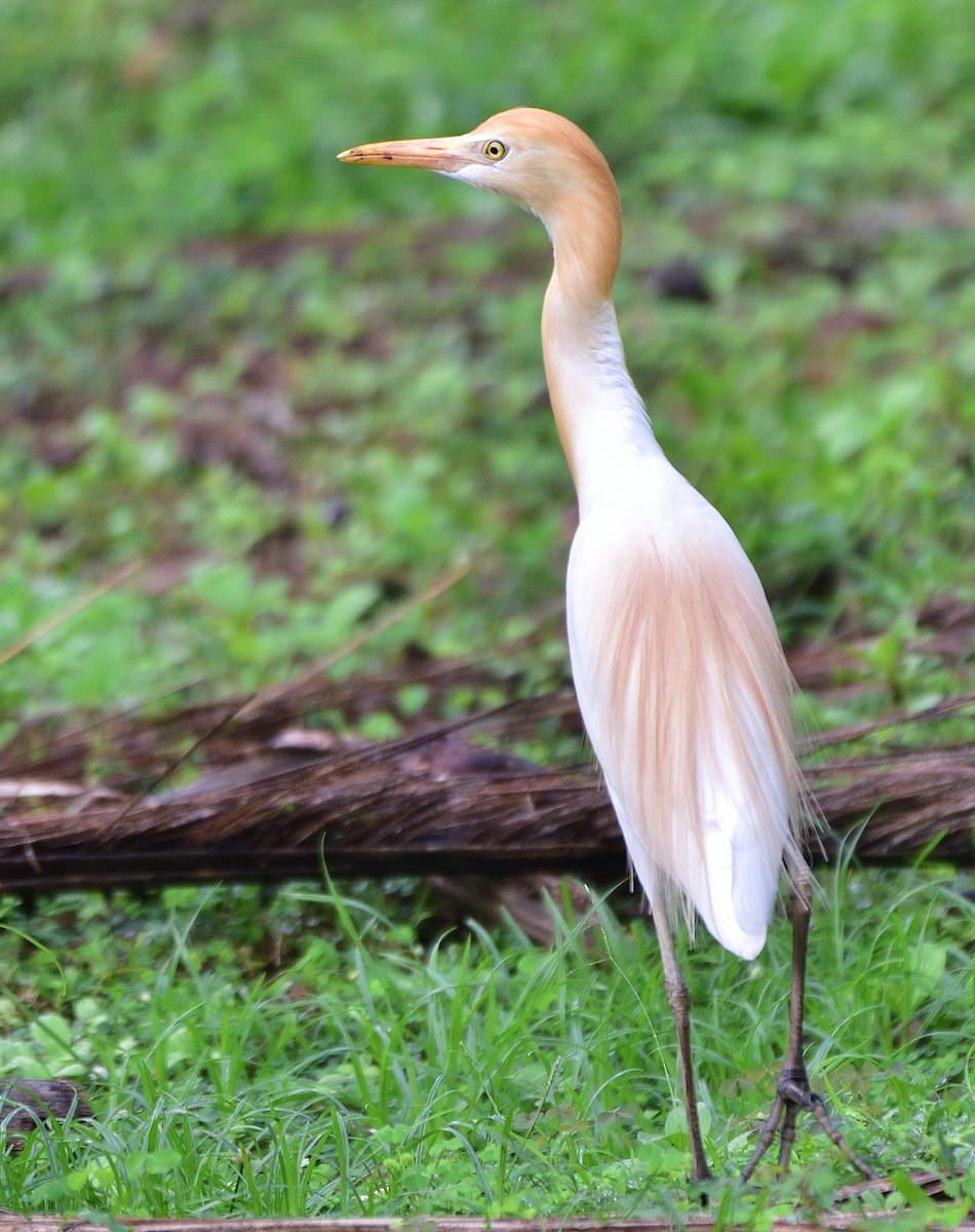 Eastern Cattle Egret - ML585195951