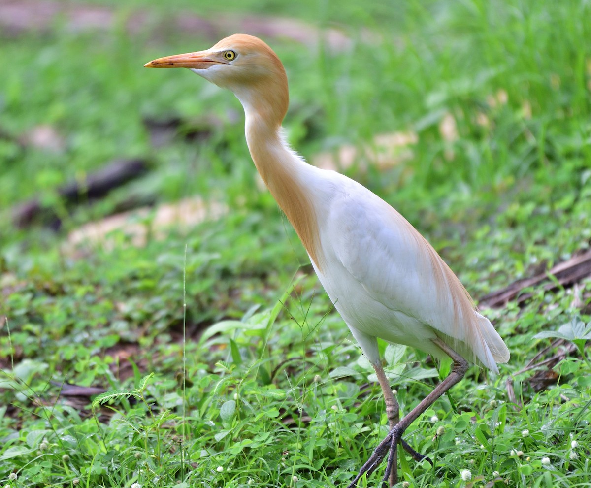 Eastern Cattle Egret - ML585195961