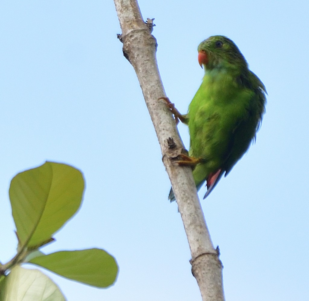 Vernal Hanging-Parrot - Arun Prabhu