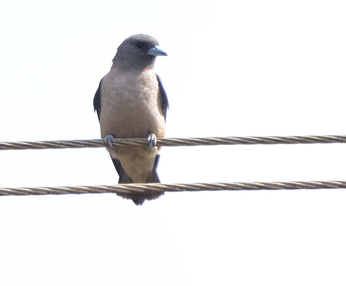 Ashy Woodswallow - ML585196101