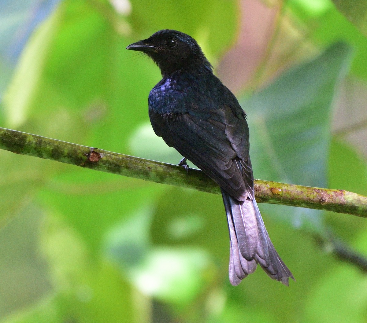 Bronzed Drongo - ML585196131