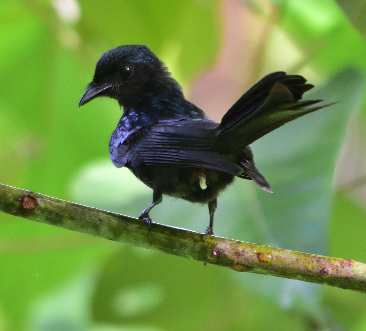 Bronzed Drongo - ML585196151