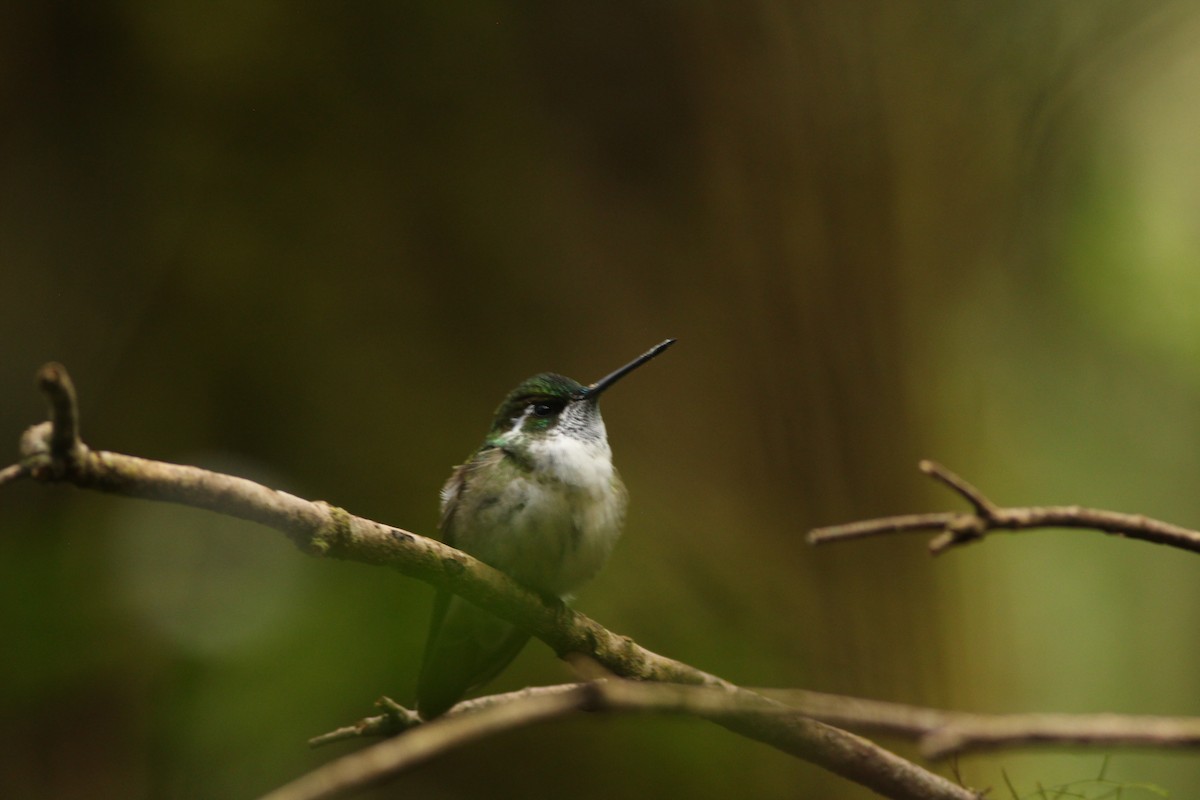 kolibřík salvadorský - ML585196241
