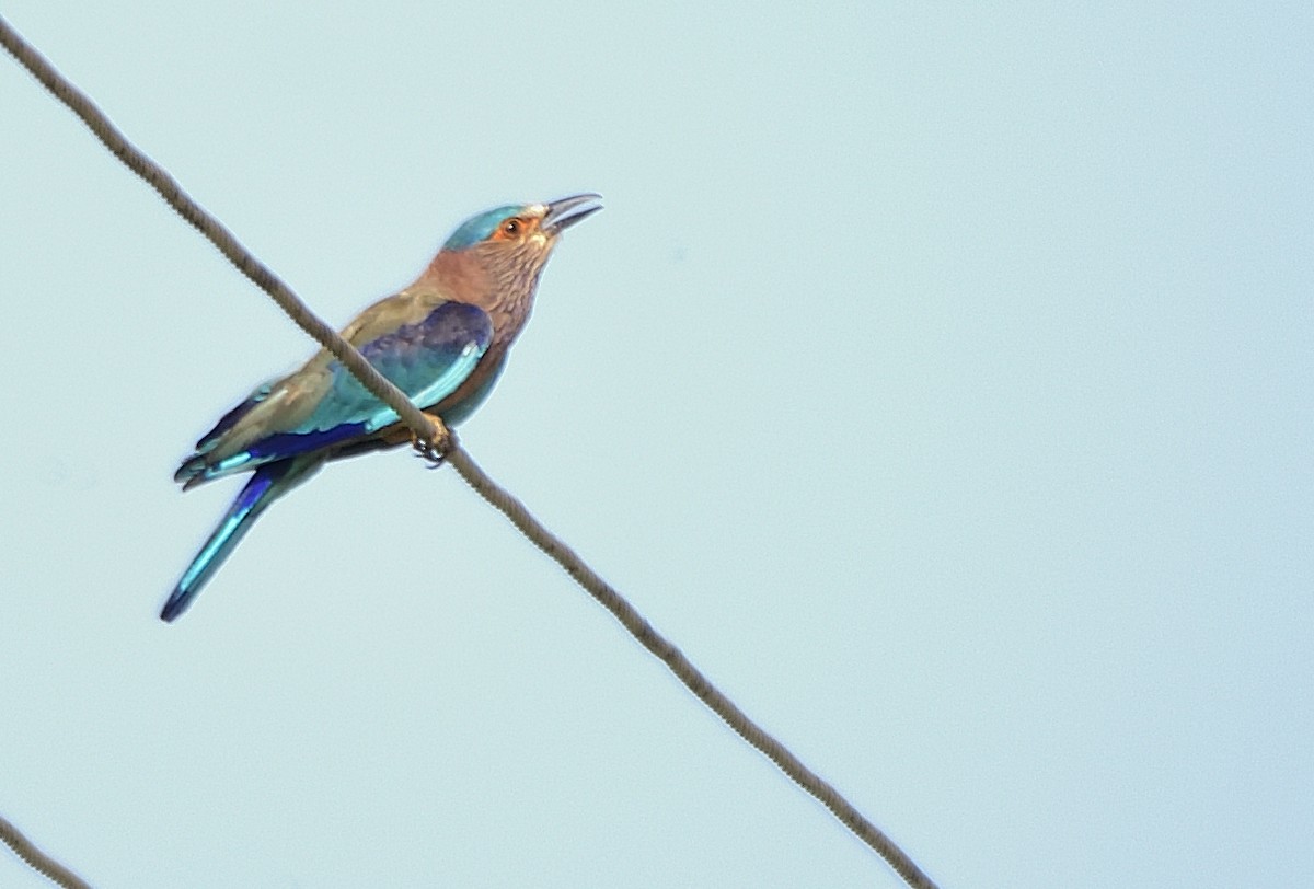 Indian Roller - ML585196251